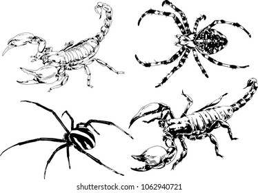 vector drawings sketches different insects bugs Scorpions spiders drawn in ink by hand , objects with no background
