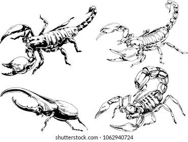 vector drawings sketches different insects bugs Scorpions spiders drawn in ink by hand , objects with no background
