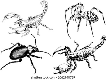 vector drawings sketches different insects bugs Scorpions spiders drawn in ink by hand , objects with no background
