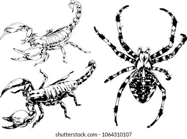 vector drawings sketches different insects bugs Scorpions spiders drawn in ink by hand , objects with no background
