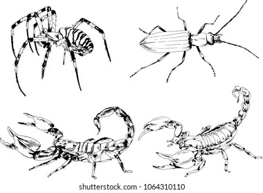 vector drawings sketches different insects bugs Scorpions spiders drawn in ink by hand , objects with no background
