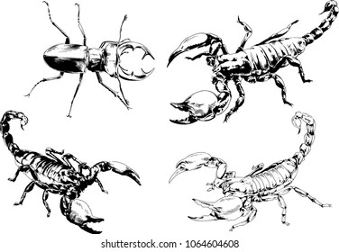 vector drawings sketches different insects bugs Scorpions spiders drawn in ink by hand , objects with no background
