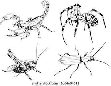 vector drawings sketches different insects bugs Scorpions spiders drawn in ink by hand , objects with no background
