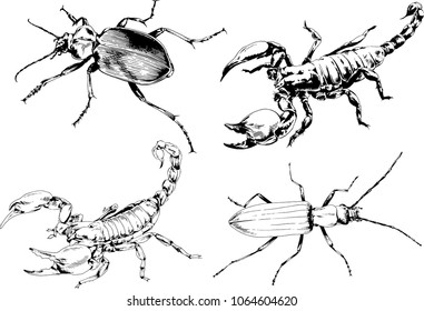 vector drawings sketches different insects bugs Scorpions spiders drawn in ink by hand , objects with no background
