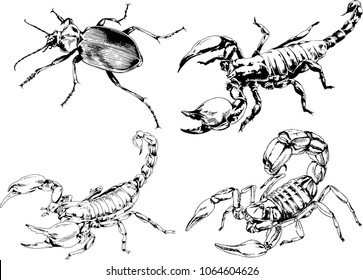 vector drawings sketches different insects bugs Scorpions spiders drawn in ink by hand , objects with no background
