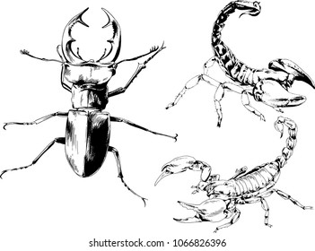 vector drawings sketches different insects bugs Scorpions spiders drawn in ink by hand , objects with no background
