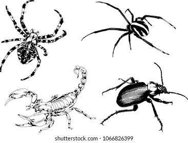 vector drawings sketches different insects bugs Scorpions spiders drawn in ink by hand , objects with no background
