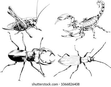 vector drawings sketches different insects bugs Scorpions spiders drawn in ink by hand , objects with no background
