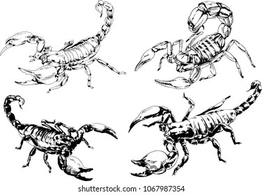 vector drawings sketches different insects bugs Scorpions spiders drawn in ink by hand , objects with no background
