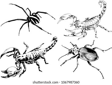 vector drawings sketches different insects bugs Scorpions spiders drawn in ink by hand , objects with no background
