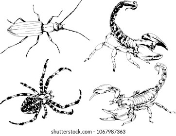 vector drawings sketches different insects bugs Scorpions spiders drawn in ink by hand , objects with no background

