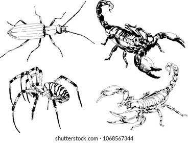 vector drawings sketches different insects bugs Scorpions spiders drawn in ink by hand , objects with no background
