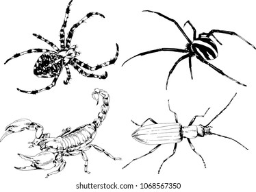 vector drawings sketches different insects bugs Scorpions spiders drawn in ink by hand , objects with no background
