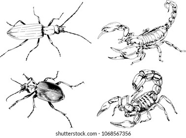 vector drawings sketches different insects bugs Scorpions spiders drawn in ink by hand , objects with no background
