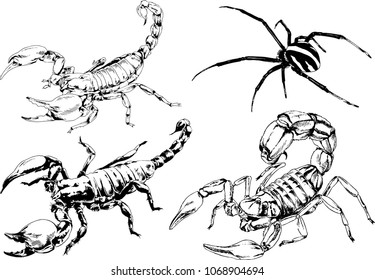 vector drawings sketches different insects bugs Scorpions spiders drawn in ink by hand , objects with no background

