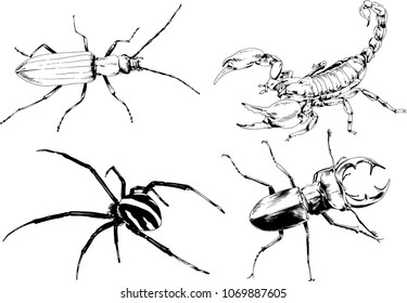 vector drawings sketches different insects bugs Scorpions spiders drawn in ink by hand , objects with no background
