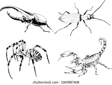 vector drawings sketches different insects bugs Scorpions spiders drawn in ink by hand , objects with no background
