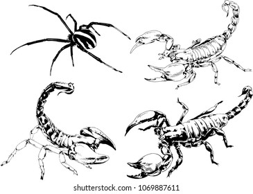 vector drawings sketches different insects bugs Scorpions spiders drawn in ink by hand , objects with no background
