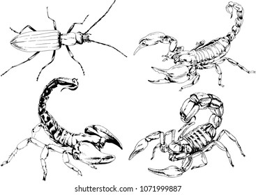 vector drawings sketches different insects bugs Scorpions spiders drawn in ink by hand , objects with no background
