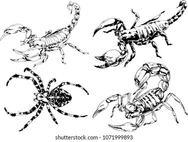 vector drawings sketches different insects bugs Scorpions spiders drawn in ink by hand , objects with no background
