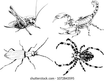 vector drawings sketches different insects bugs Scorpions spiders drawn in ink by hand , objects with no background
