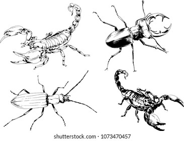 vector drawings sketches different insects bugs Scorpions spiders drawn in ink by hand , objects with no background
