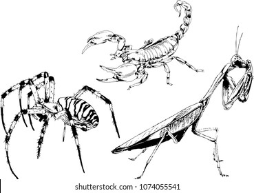 vector drawings sketches different insects bugs Scorpions spiders drawn in ink by hand , objects with no background
