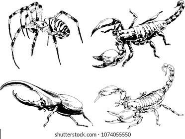 vector drawings sketches different insects bugs Scorpions spiders drawn in ink by hand , objects with no background
