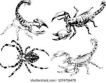 vector drawings sketches different insects bugs Scorpions spiders drawn in ink by hand , objects with no background
