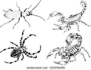vector drawings sketches different insects bugs Scorpions spiders drawn in ink by hand , objects with no background
