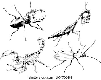 vector drawings sketches different insects bugs Scorpions spiders drawn in ink by hand , objects with no background
