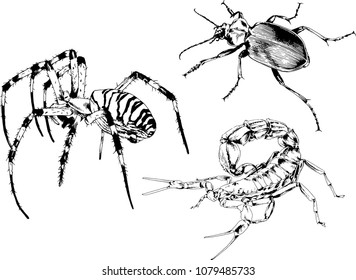 vector drawings sketches different insects bugs Scorpions spiders drawn in ink by hand , objects with no background
