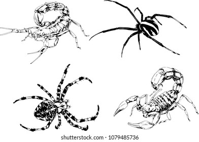 vector drawings sketches different insects bugs Scorpions spiders drawn in ink by hand , objects with no background
