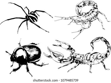 vector drawings sketches different insects bugs Scorpions spiders drawn in ink by hand , objects with no background
