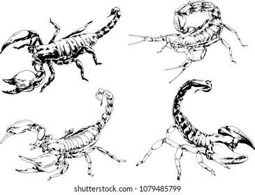 vector drawings sketches different insects bugs Scorpions spiders drawn in ink by hand , objects with no background
