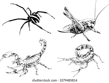 vector drawings sketches different insects bugs Scorpions spiders drawn in ink by hand , objects with no background

