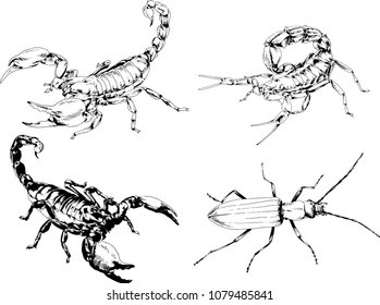 vector drawings sketches different insects bugs Scorpions spiders drawn in ink by hand , objects with no background
