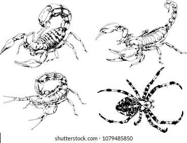 vector drawings sketches different insects bugs Scorpions spiders drawn in ink by hand , objects with no background
