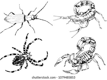 vector drawings sketches different insects bugs Scorpions spiders drawn in ink by hand , objects with no background
