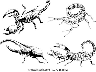 vector drawings sketches different insects bugs Scorpions spiders drawn in ink by hand , objects with no background
