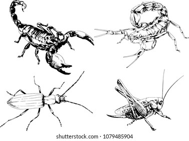vector drawings sketches different insects bugs Scorpions spiders drawn in ink by hand , objects with no background
