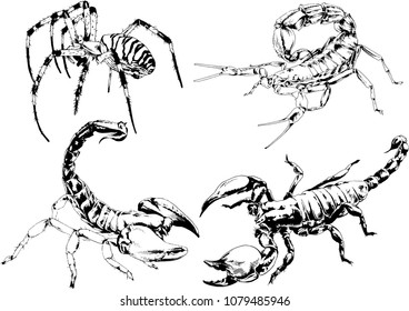 vector drawings sketches different insects bugs Scorpions spiders drawn in ink by hand , objects with no background
