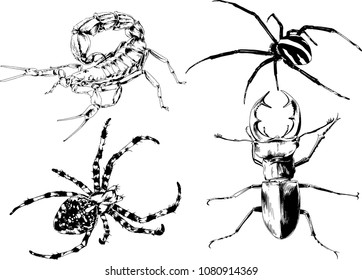 vector drawings sketches different insects bugs Scorpions spiders drawn in ink by hand , objects with no background
