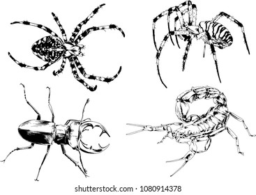 vector drawings sketches different insects bugs Scorpions spiders drawn in ink by hand , objects with no background
