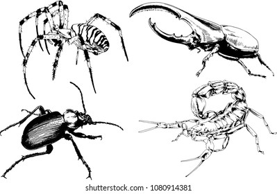 vector drawings sketches different insects bugs Scorpions spiders drawn in ink by hand , objects with no background
