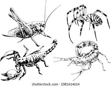 vector drawings sketches different insects bugs Scorpions spiders drawn in ink by hand , objects with no background
