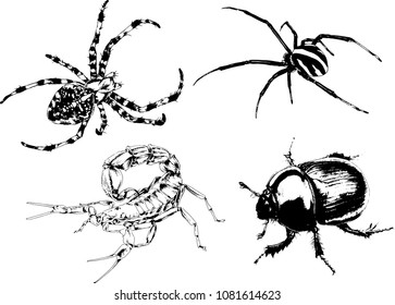 vector drawings sketches different insects bugs Scorpions spiders drawn in ink by hand , objects with no background
