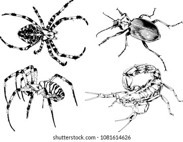 vector drawings sketches different insects bugs Scorpions spiders drawn in ink by hand , objects with no background
