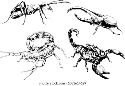 vector drawings sketches different insects bugs Scorpions spiders drawn in ink by hand , objects with no background
