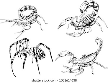 vector drawings sketches different insects bugs Scorpions spiders drawn in ink by hand , objects with no background
